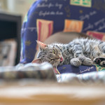 User's review image for 保護犬＆保護猫カフェ 寺田町店