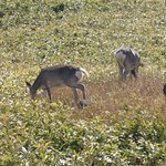 用戶對於知床五湖レストハウス的評論圖