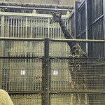 User's review image for 旭山動物園くらぶ 東門shop