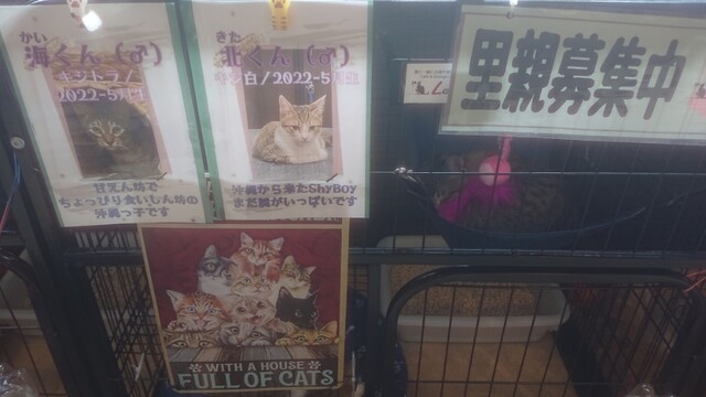 用户对于Cafe&Diningbar With Cat's Lamp的评论高清图