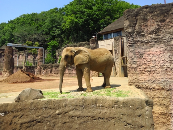 用戶對於多摩動物公園アフリカ園休憩所的評論圖