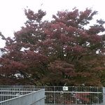 User's review image for カフェレストラン きはだ