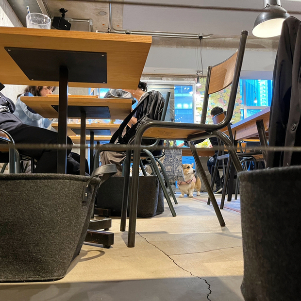 用户对于CITRON的评论图