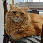 用戶對於泰風佳日的評論圖