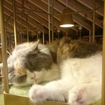 用戶對於猫カフェMOCHA 秋葉原店的評論圖
