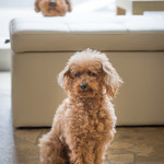 User's review image for 保護犬＆保護猫カフェ 寺田町店