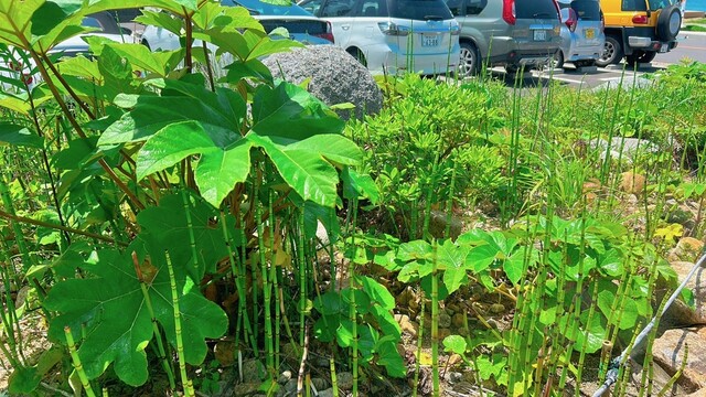 用戶對於糸島茶房的評論高清圖