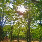 用户对于小春日和 TOKYO的评论图