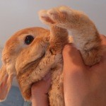 User's review image for ミス・バニー