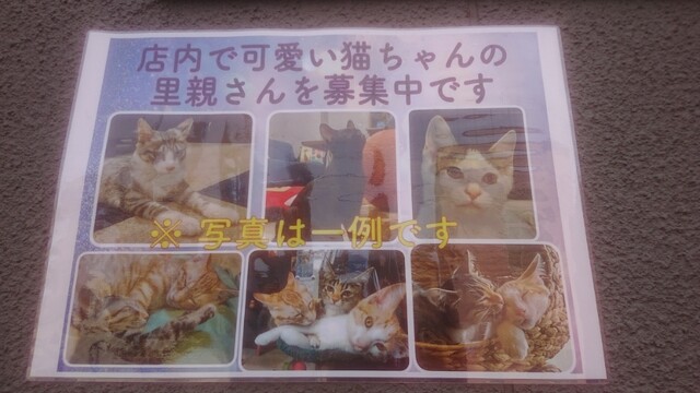 用户对于Cafe&Diningbar With Cat's Lamp的评论高清图