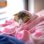 User's review image for 保護犬＆保護猫カフェ 寺田町店