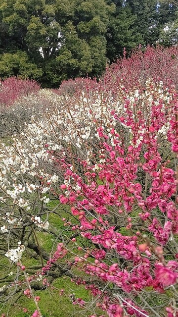 用戶對於朝日堂琮源 西店的評論高清圖