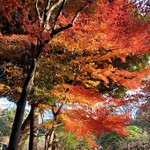 用户对于旧古河庭園 洋館　喫茶室的评论图