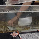 User's review image for 力寿司