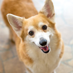 User's review image for 保護犬＆保護猫カフェ 寺田町店