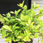 User's review image for SAMARKAND TERRACE