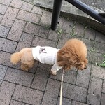 用戶對於スターバックス・コーヒー 四谷3丁目店的評論圖