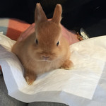 User's review image for ミス・バニー