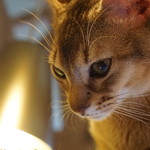 用戶對於猫カフェMOCHA 秋葉原店的評論圖