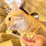 用戶對於猫カフェMOCHA 秋葉原店的評論圖
