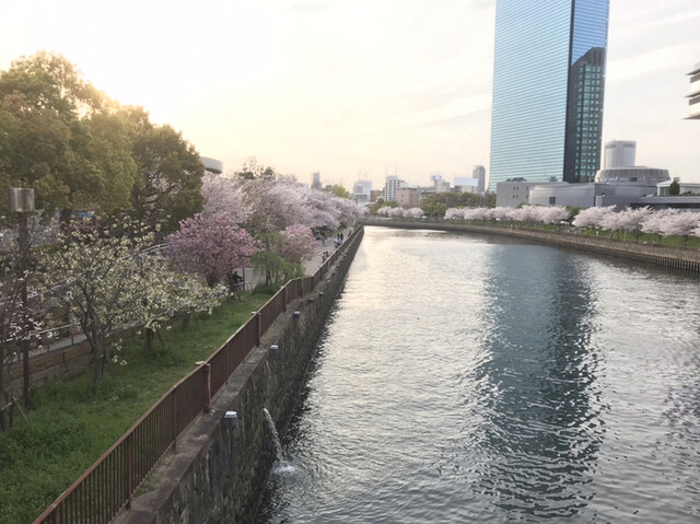 用户对于パークローソン 大阪城公園店的评论高清图