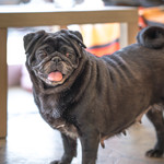 User's review image for 保護犬＆保護猫カフェ 寺田町店