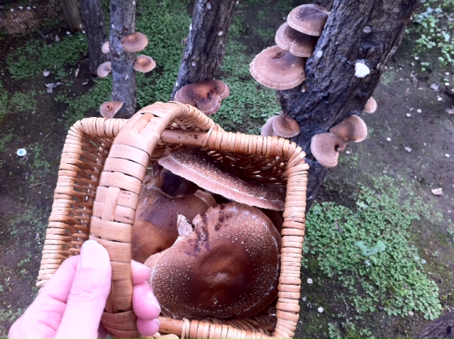 User's review image for るり渓温泉 高原バーベキュー