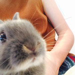 User's review image for ミス・バニー