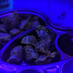 用戶對於ソジュハンザン3号店 CLUB POCHA的評論圖