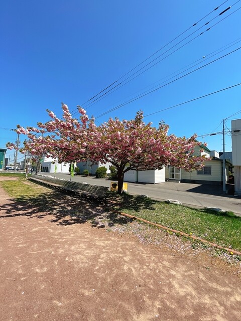 用户对于たこやきまごころ的评论高清图