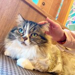 用戶對於猫カフェMOCHA 秋葉原店的評論圖