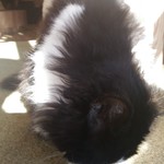 用戶對於猫カフェMOCHA 秋葉原店的評論圖