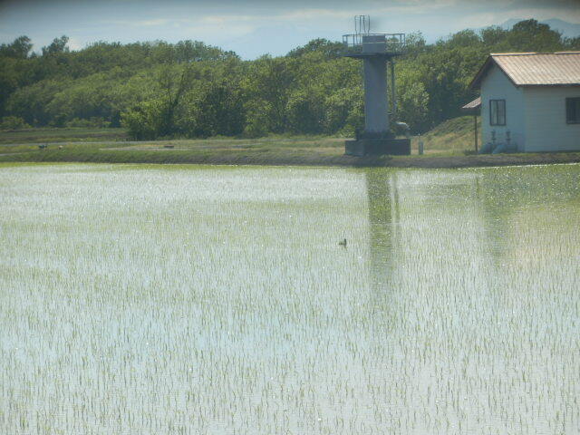 User's review image for 江別河川防災ステーション売店