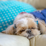 User's review image for 保護犬＆保護猫カフェ 寺田町店