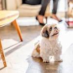 User's review image for 保護犬＆保護猫カフェ 寺田町店