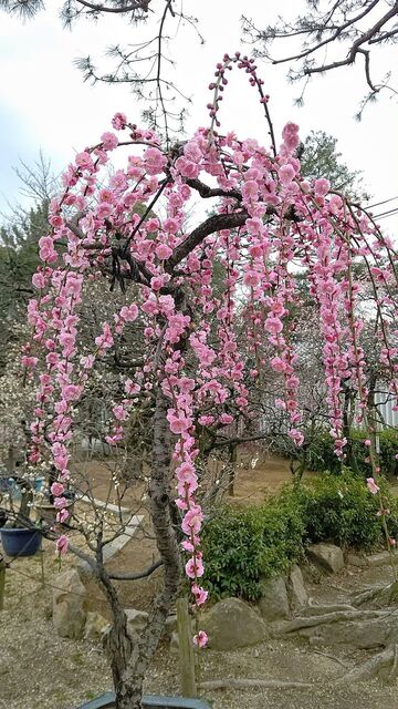 用戶對於朝日堂琮源 西店的評論高清圖