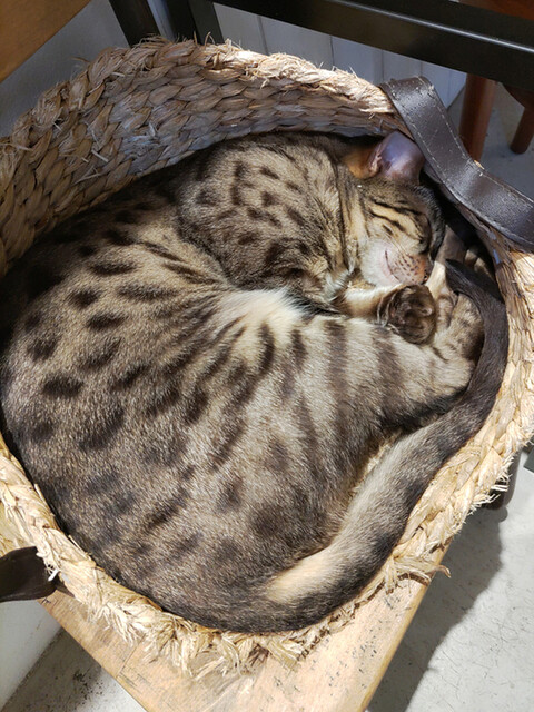 用戶對於泰風佳日的評論高清圖