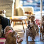 User's review image for 保護犬＆保護猫カフェ 寺田町店