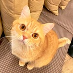 用戶對於猫カフェMOCHA 秋葉原店的評論圖