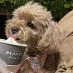 User's review image for PATISSIERE MAYO flat
