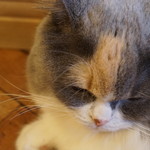 用戶對於猫カフェMOCHA 秋葉原店的評論圖