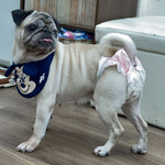 User's review image for 保護犬＆保護猫カフェ 寺田町店