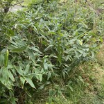 User's review image for たねや 池袋西武店