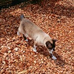 User's review image for Yogibo Versailles Resort Farm CAFE