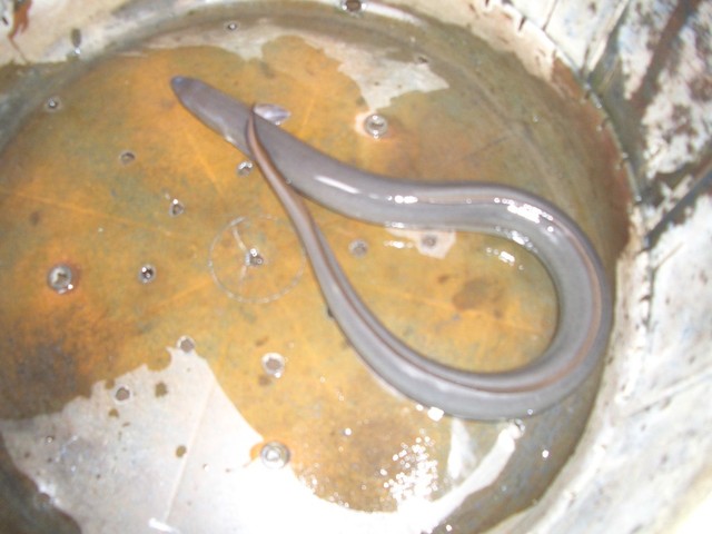 User's recommendation image for 原田うなぎ屋