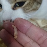 用户对于たこ心から心的评论图