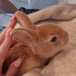 User's review image for ミス・バニー