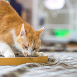 User's review image for 保護犬＆保護猫カフェ 寺田町店