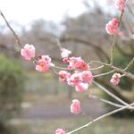 用戶對於森のカフェ的評論圖