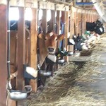 用戶對於山川牧場ミルクプラント的評論圖